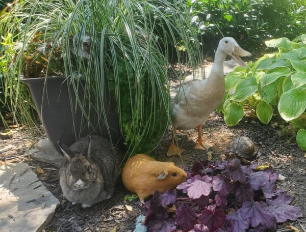 2021 Pets in the Garden Photo Contest winner