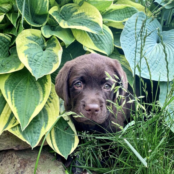 Pets in the Garden Photo Contest winner