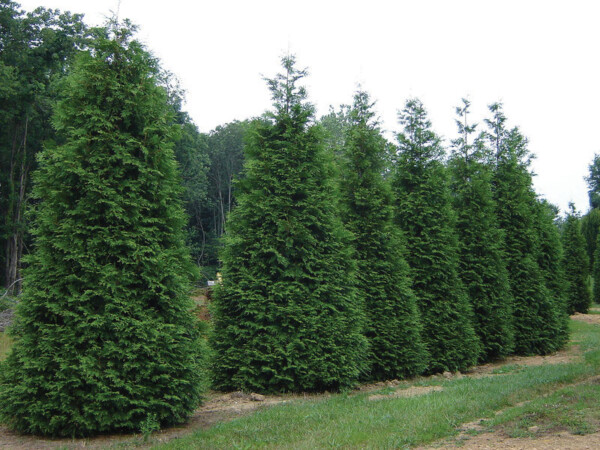 A row of six green giant arborvitaes.