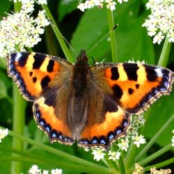 Small tortoiseshell butterfly