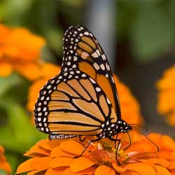 monarch butterfly