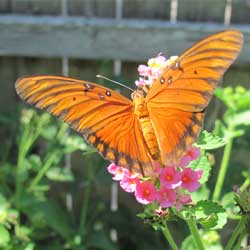 passion butterfly