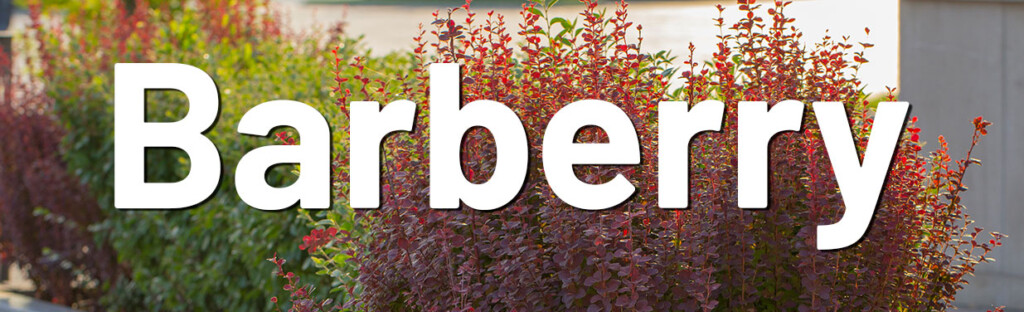 Barberry