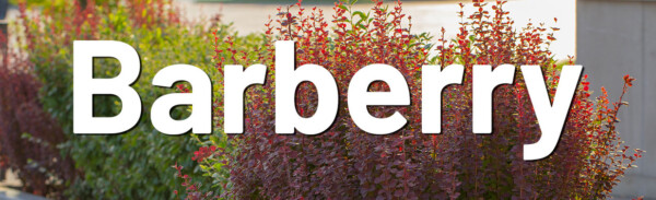 Barberry