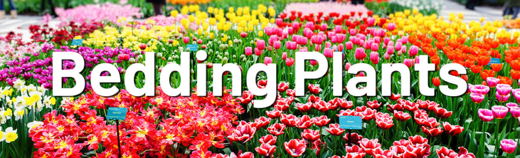 Bedding Plant Gardens
