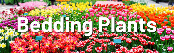 Bedding Plant Gardens