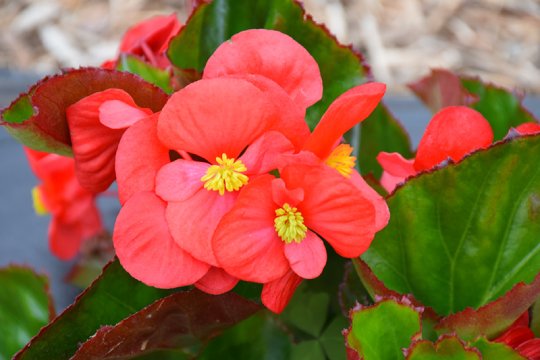 Big® Red Green Leaf Begonia flowers