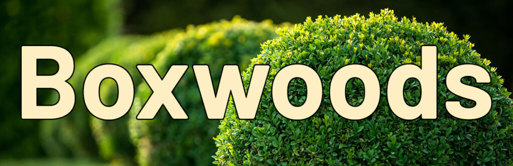 Boxwoods