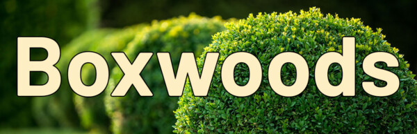 Boxwoods
