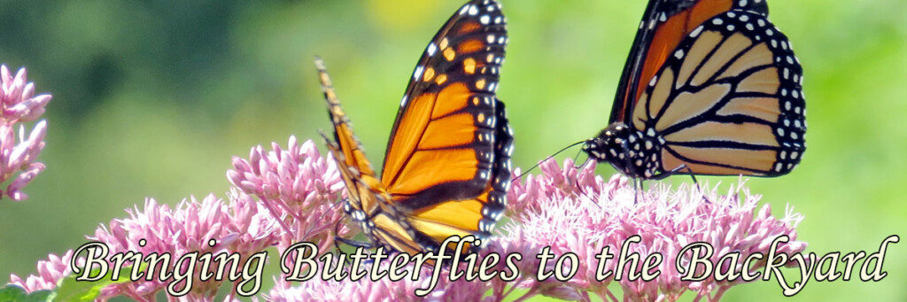 Butterfly Gardens
