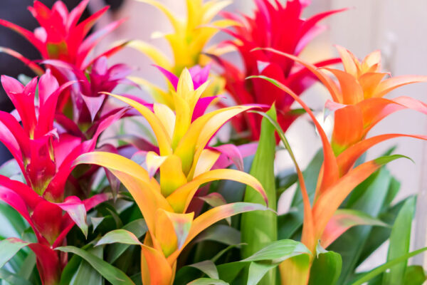 Red, yellow, and orange bromeliads