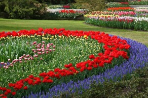 tulip and hyacinth garden display