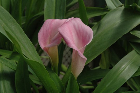 Ruby Sensation Calla Lily flowers