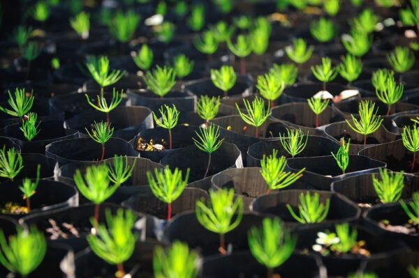 Up close view of Christmas tree seedlings