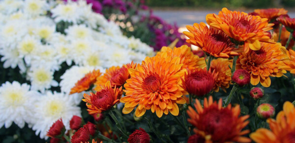 Orange and white chrysanthemums in bloom