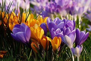 yellow and purple daffodils
