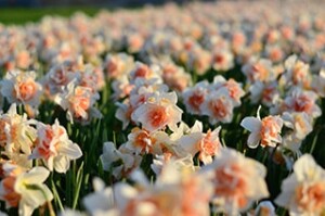 field of pink daffodils