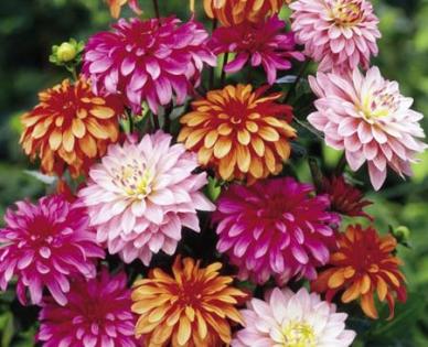 Dahlias