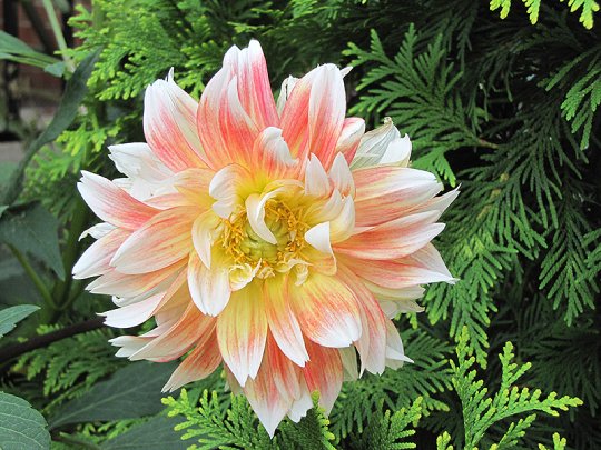 Peaches And Cream Dahlia flowers