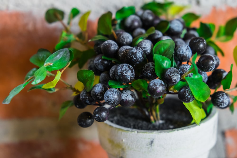 Planting small fruits in your garden can save you money
