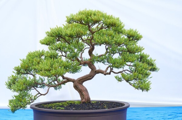Bonsai tree