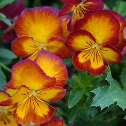 viola pansies