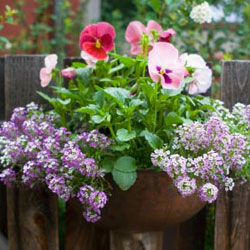 potted fall pansies