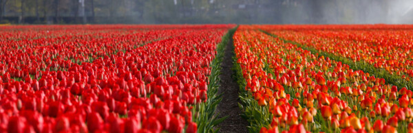 rows of red tulips in tulip field