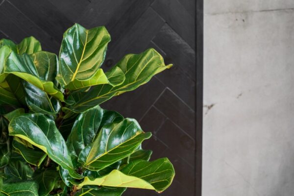 Fiddle-leaf fig plant