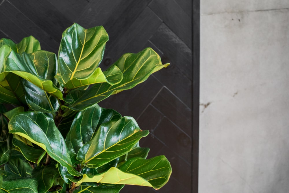 Fiddle-leaf fig plant