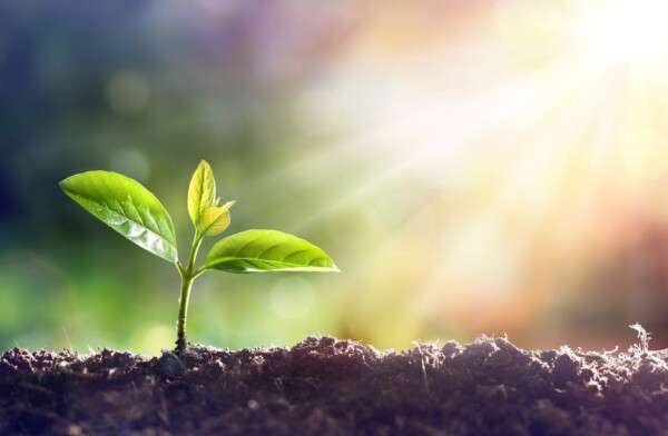 A seedling growing in the sunlight