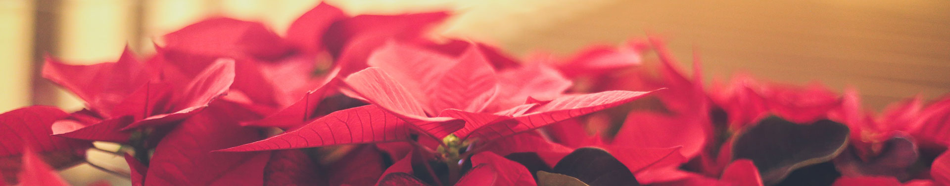 Christmas poinsettia, rope, and wreaths from Meadows Farms