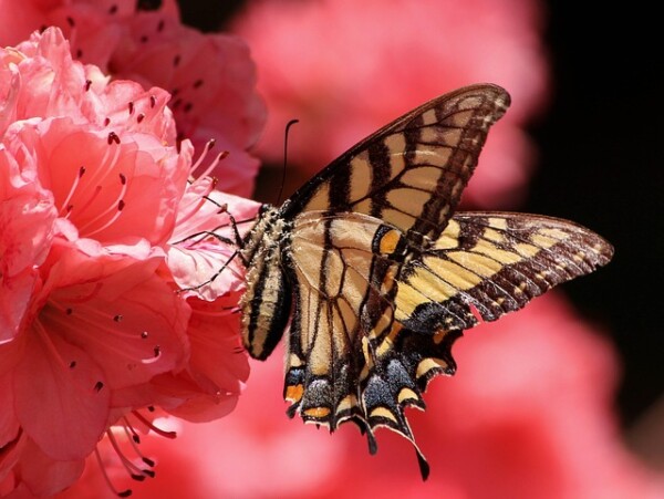 A monarch butterfly collecting nectar from a flower bloom