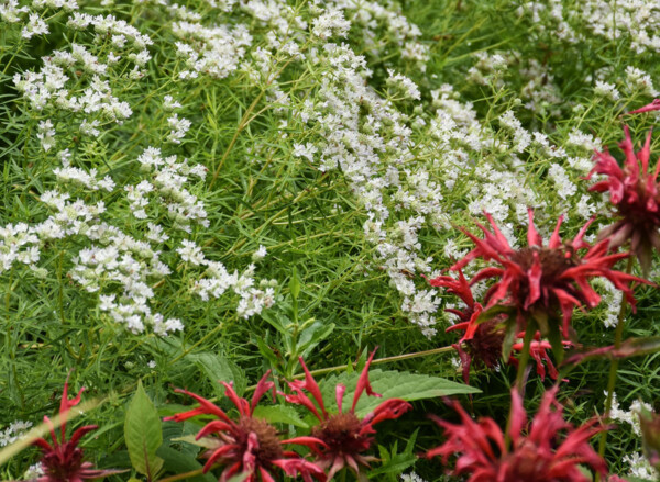 Blooming Mountain Mint mixed with red Beebalm