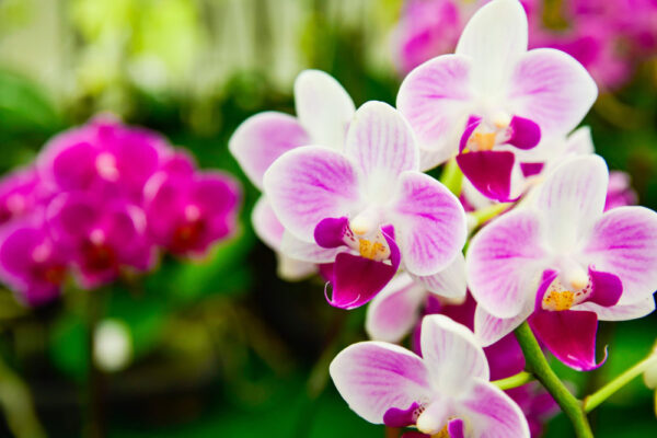 Phalaenopsis orchids in bloom