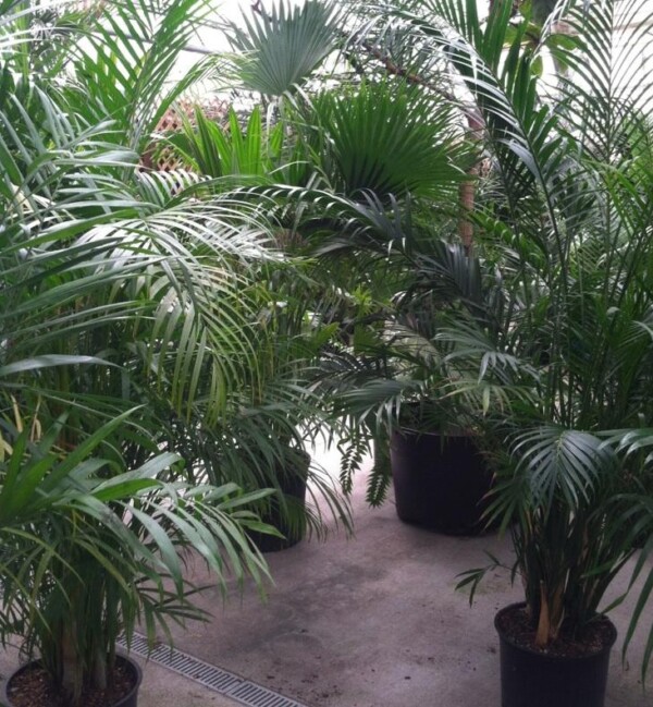 Majesty palms