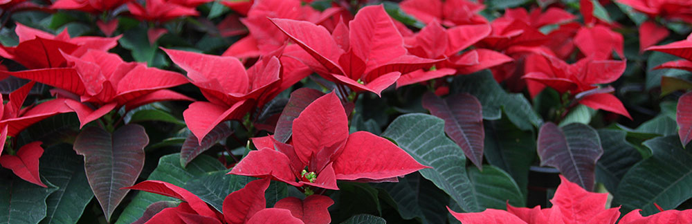 Christmas Poinsettia from Meadows Farms