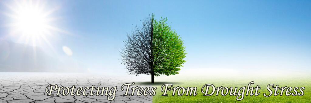 Protecting Trees From Drought Stress