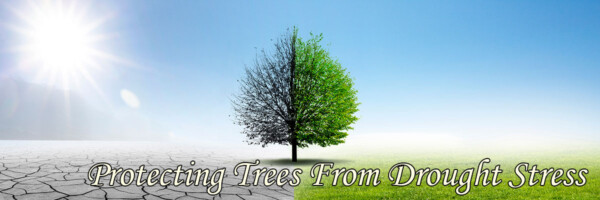 Protecting Trees From Drought Stress