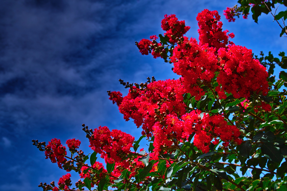 Crape Myrtles are growing more and more susceptible to Crape Myrtle Bark Scale