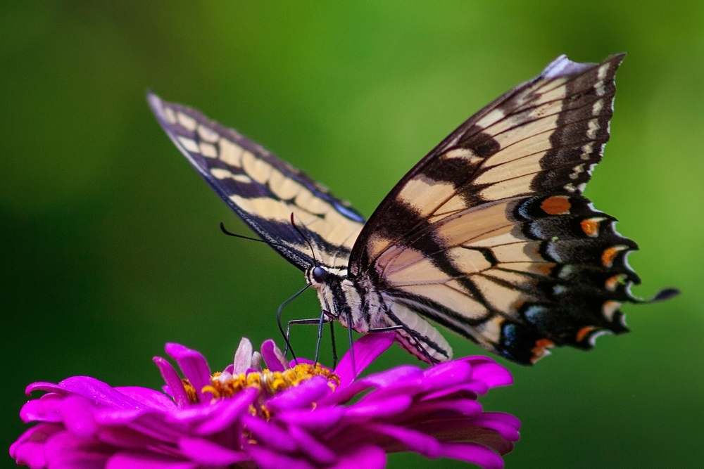 Save our pollinators by making smart choices in the garden