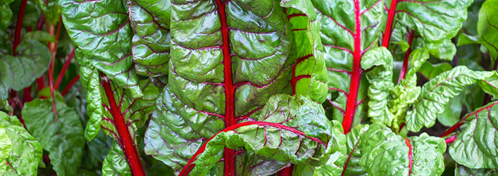 Swiss chard